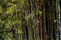 Black Bamboo Plant Phyllostachys nigra – Live Multi-Cane Starter, Cold Hardy, Non-Invasive