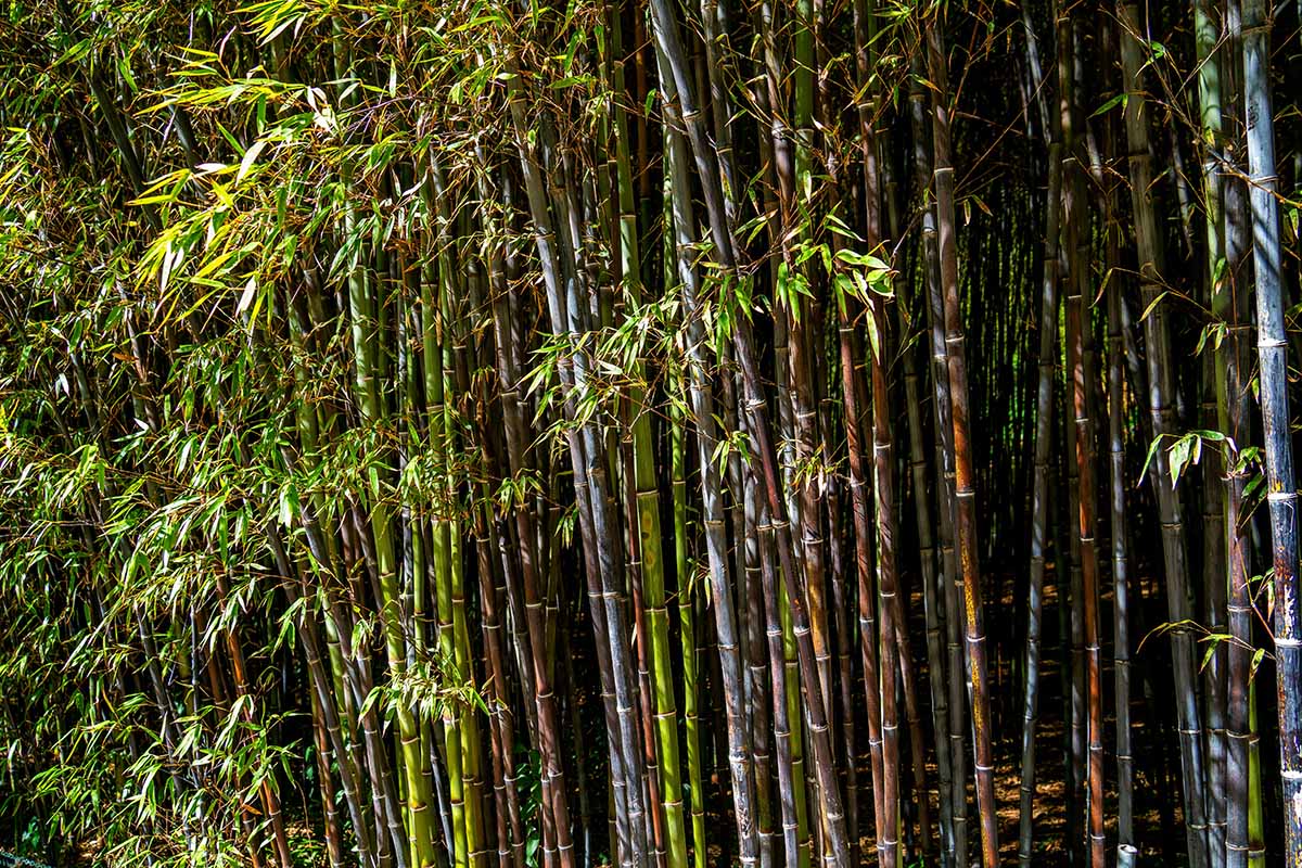 Black Bamboo Rhizomes Phyllostachys nigra Bare Root – Fast Growing Cold Hardy Privacy Screen