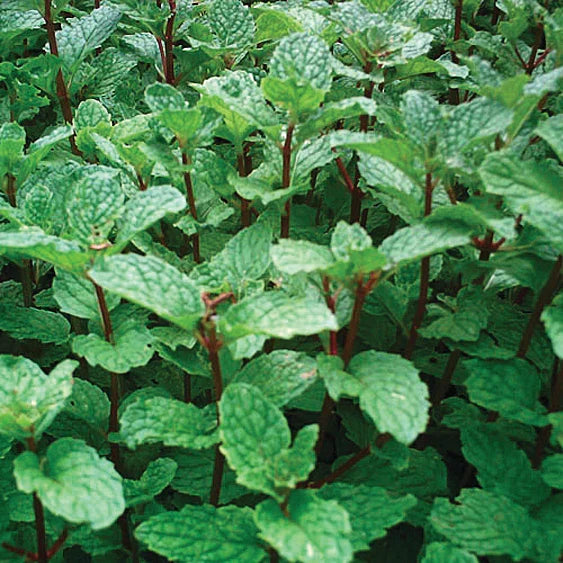 Mojito Mint Mint Mentha villosa - 5 Rooted Cuttings, Organic, Non-GMO
