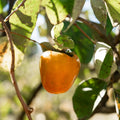 Hachiya Persimmon Cutting (Diospyros kaki) – 6–8" Unrooted Cutting for Rooting, Grafting