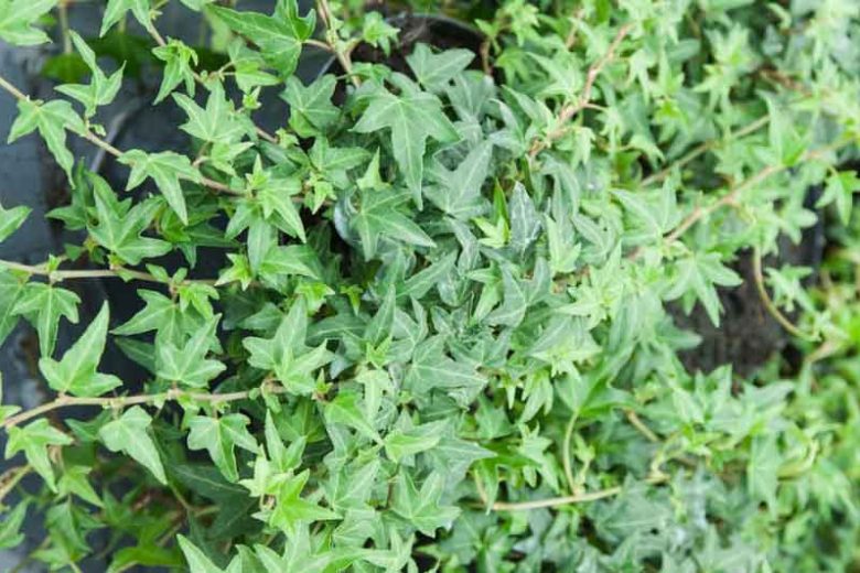Live Needlepoint Ivy Plant Hedera helix in 1 Pint Pot – Shade-Tolerant Evergreen Climber/Ground Cover