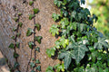 10 Rooted English Ivy Plants 6–12" Hedera helix Ground Cover Vines