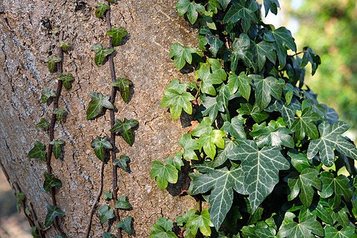 10 Rooted English Ivy Plants 6–12" Hedera helix Ground Cover Vines