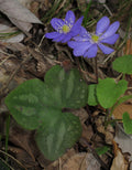 Hepatica Plants (Anemone hepatica) Bare-Root — 5 Native Woodland Perennial