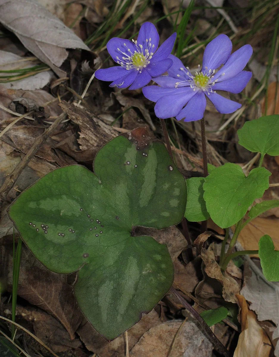 Hepatica Plants (Anemone hepatica) Bare-Root — 5 Native Woodland Perennial