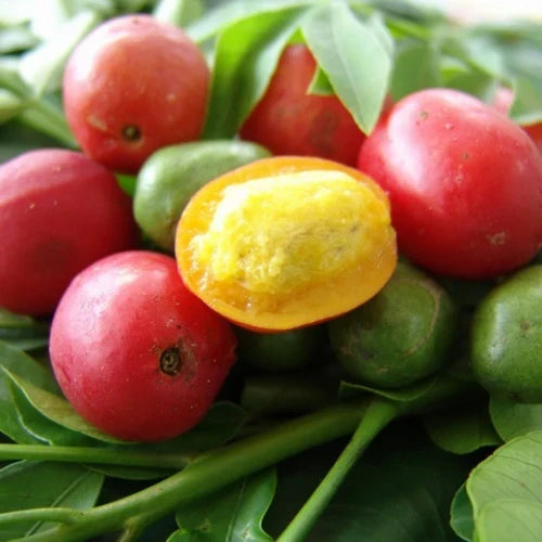 3 Fresh Hog Plum Cuttings (Spondias purpurea) – Unrooted Ciruela Spanish Plum for Propagation