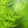 Hornwort Ceratophyllum | Live Bareroot Aquarium Plant – Floating or Rootless