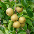 Asian Round Pear Tree Cuttings (Unrooted) - Pyrus pyrifolia Scion Wood for Grafting & Propagation