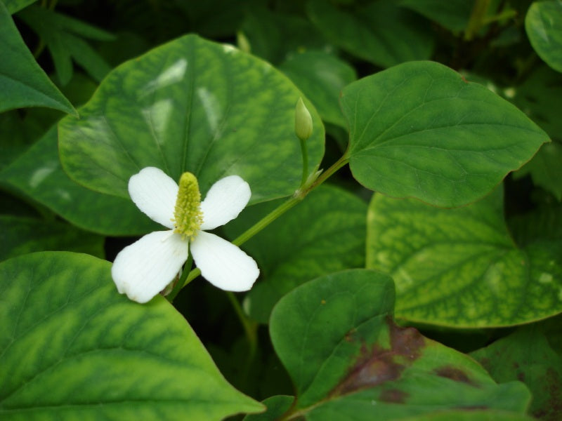 20 Bare Root Houttuynia cordata | Fish Mint Diep Cá Rau Vấp Cá - Edible Medicinal Groundcover