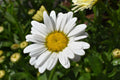Shasta Daisy Live Mature Plant Leucanthemum superbum – Full-Size, Pollinator-Friendly
