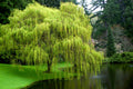 Weeping Willow Tree Cuttings (Salix babylonica) – 10 Fresh Unrooted Starts for Propagation