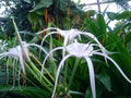 2 Bare-Root White Spider Lily (Hymenocallis) Bulbs | Peruvian Daffodil | Fragrant Summer Blooms