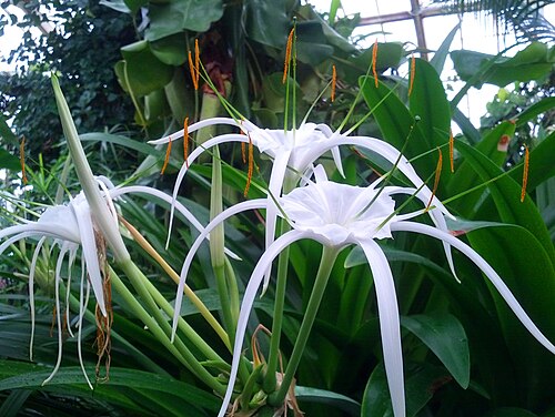 2 Bare-Root White Spider Lily (Hymenocallis) Bulbs | Peruvian Daffodil | Fragrant Summer Blooms