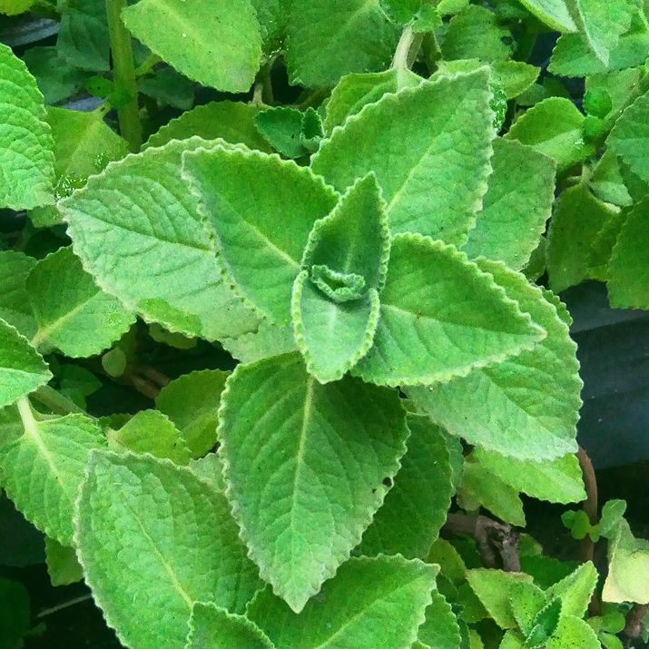 Mexican Mint Plants (Plectranthus amboinicus) - 2 Live Bareroot Cuban Oregano, Indian Borage
