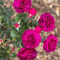 Celestial Night Rose Cuttings (3 Unrooted) - Rosa 'Celestial Night' Deep Purple, For Rooting & Propagation