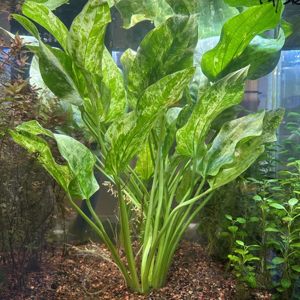 Live Marble Queen Sword Echinodorus cordifolius var. marble queen - Bareroot Aquarium Plant