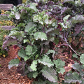 Purple Tree Collard Cutting – Unrooted Perennial Kale (Brassica oleracea)