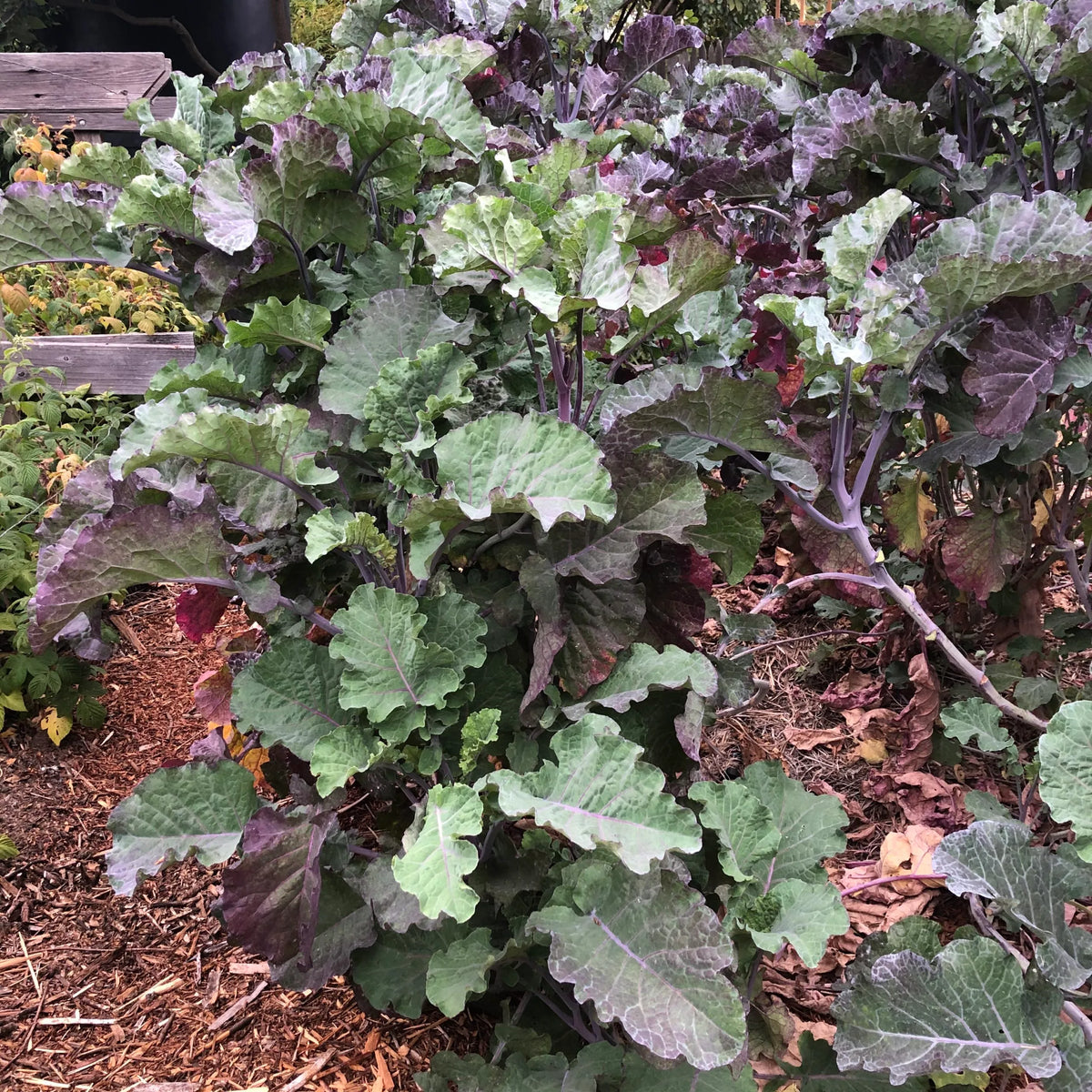 Purple Tree Collard Cutting – Unrooted Perennial Kale (Brassica oleracea)
