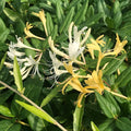 Japanese Honeysuckle Live Plant with Roots – Lonicera japonica Vine for Ground Cover or Trellis