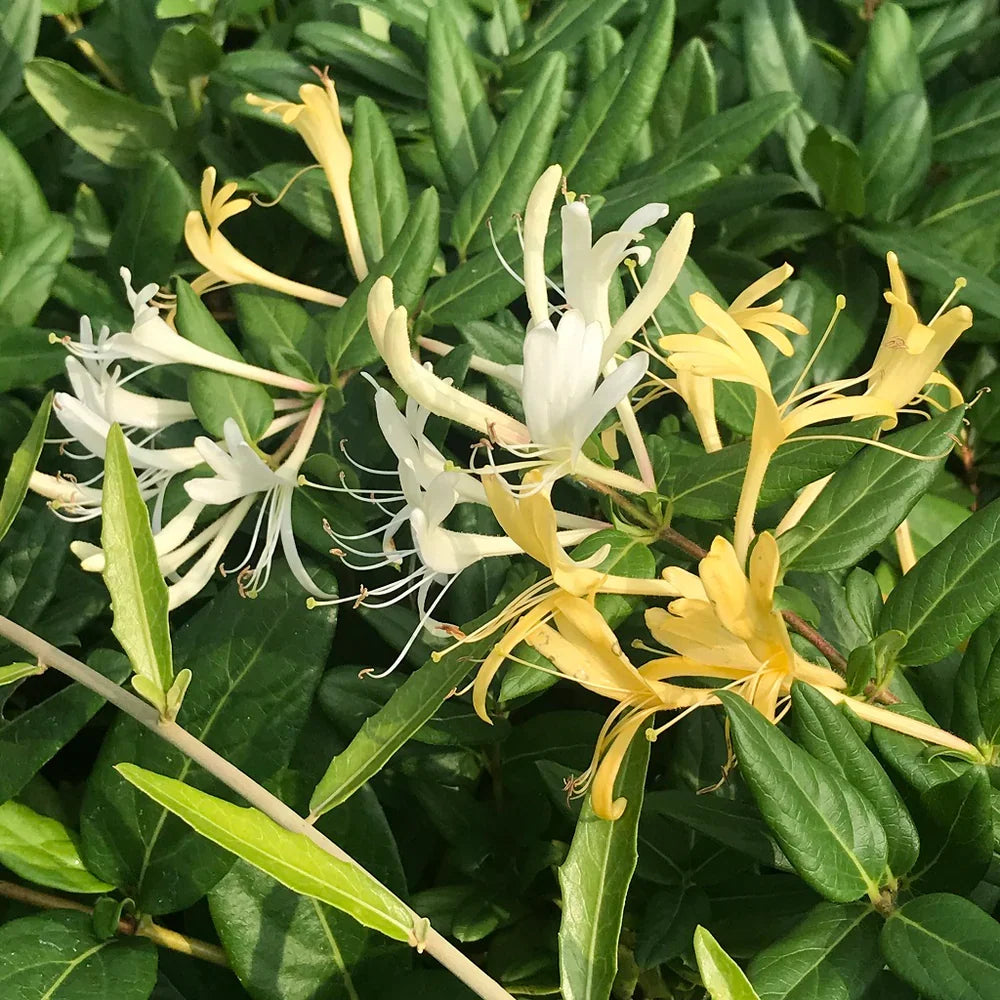 Japanese Honeysuckle Live Plant with Roots – Lonicera japonica Vine for Ground Cover or Trellis