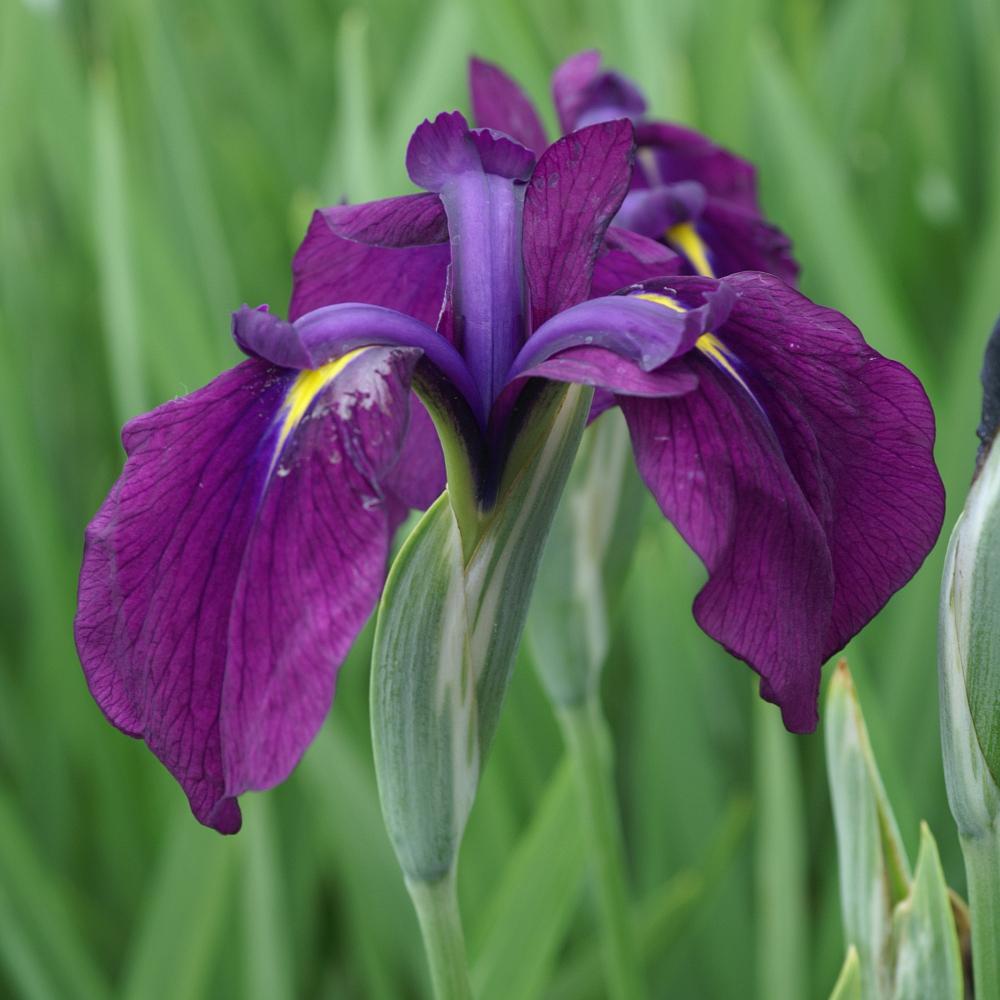 Variegated Japanese Iris Kaempferi (Iris ensata var. variegata) - Bareroot