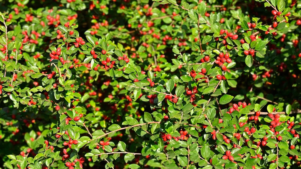 Berberis thunbergii Japanese Barberry Cuttings – 6 Organic Unrooted
