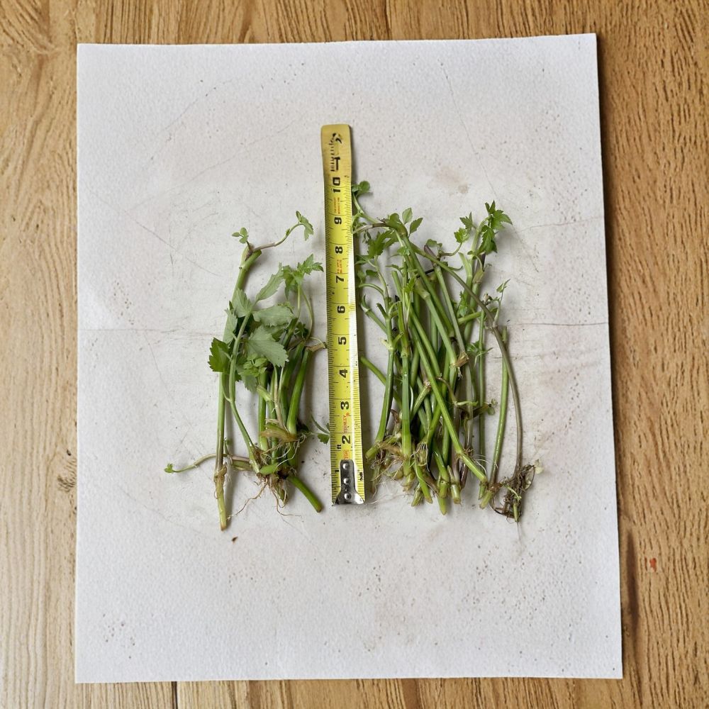Jerusalem Artichoke (Helianthus tuberosus) Bare Root Tubers - 20 Tubers