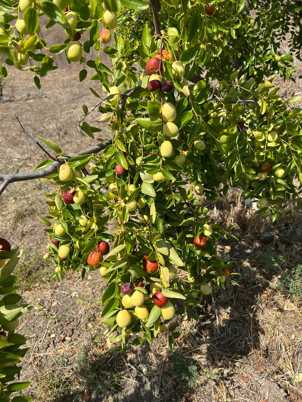 Jujube Tree Cuttings Unrooted (5 pcs) - Ziziphus jujuba | Chinese Date