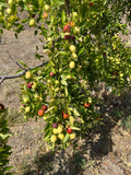 Jujube Tree Cuttings Unrooted (5 pcs) - Ziziphus jujuba | Chinese Date