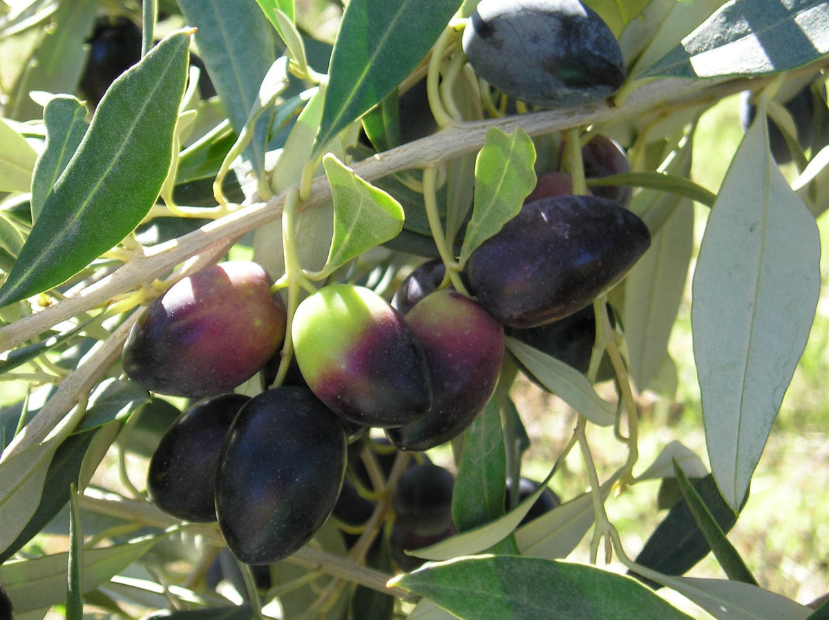 Kalamata Olive Tree Cutting (Olea europaea) – 6–8" Unrooted Cutting for Rooting, Grafting