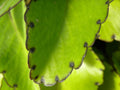 Kalanchoe pinnata Live Plant – Leaf of Life Starter Plant (2")
