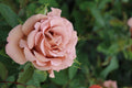 Mocha Mousse Rose Cuttings (Rosa ‘Mocha Mousse’) – 3 Unrooted Fresh Cuttings for Rooting or Grafting