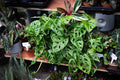 Monstera Rooted Cutting – Swiss Cheese Plant (Monstera deliciosa) with Established Roots