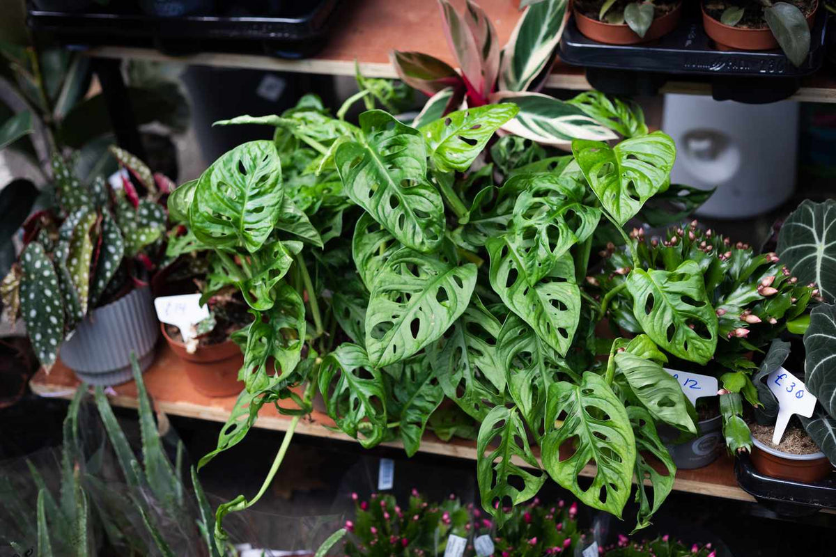 Monstera Rooted Cutting – Swiss Cheese Plant (Monstera deliciosa) with Established Roots