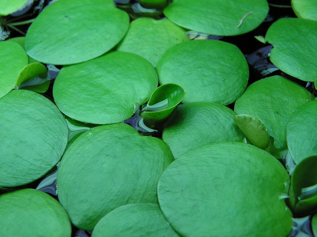 Live Frogbit Limnobium laevigatum - Bareroot Aquatic Plant for Ponds & Water Gardens