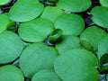 Live Frogbit Limnobium laevigatum - Bareroot Aquatic Plant for Ponds & Water Gardens