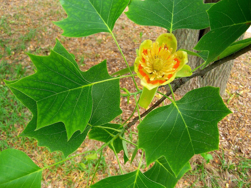 Tulip Tree Cuttings (Liriodendron tulipifera) - Unrooted, 6 Pack