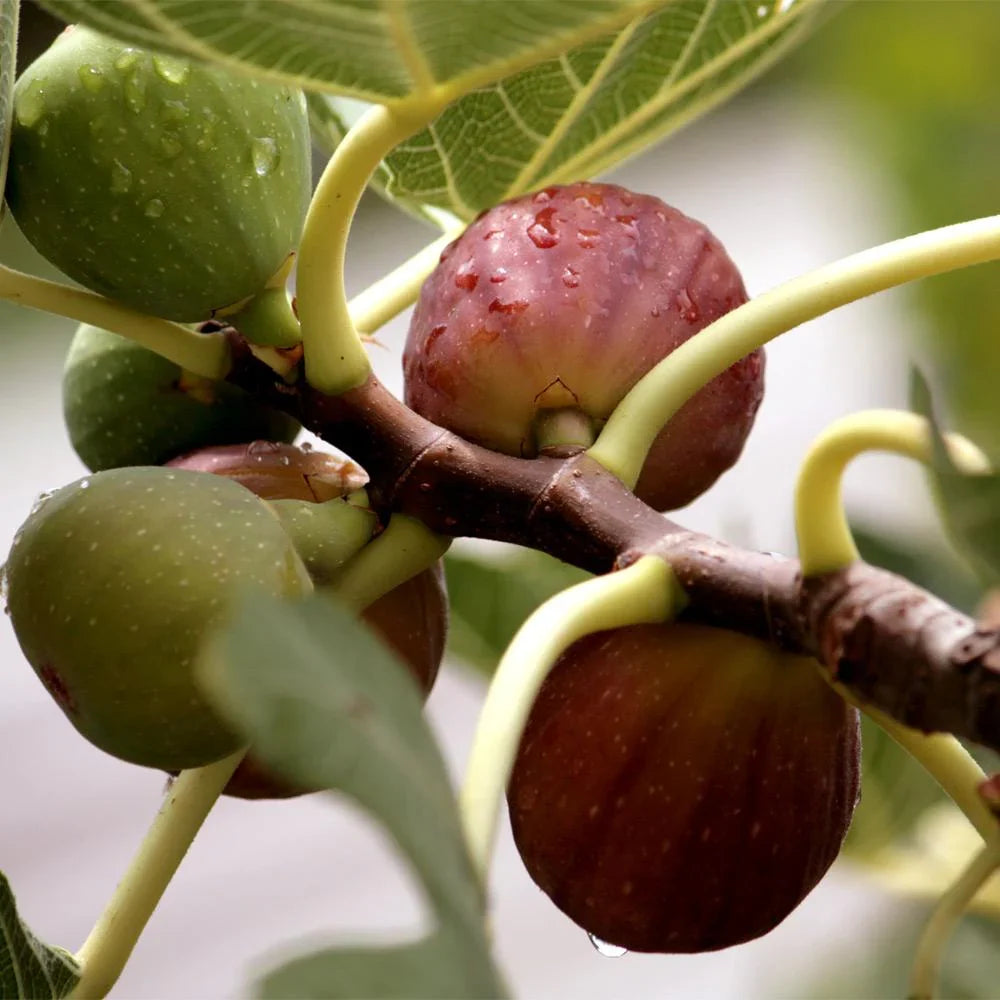 Little Miss Figgy Fig Tree Cutting (Unrooted) - Ficus carica Dwarf Fig Variety