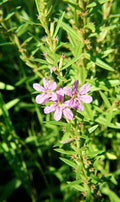Winged Loosestrife (Lythrum alatum) Seeds - Native Wetland Perennial, 1000 Seeds