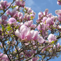 Pink Saucer Magnolia Cuttings (Magnolia × soulangeana) - 10 Unrooted Fresh Cuttings for Propagation