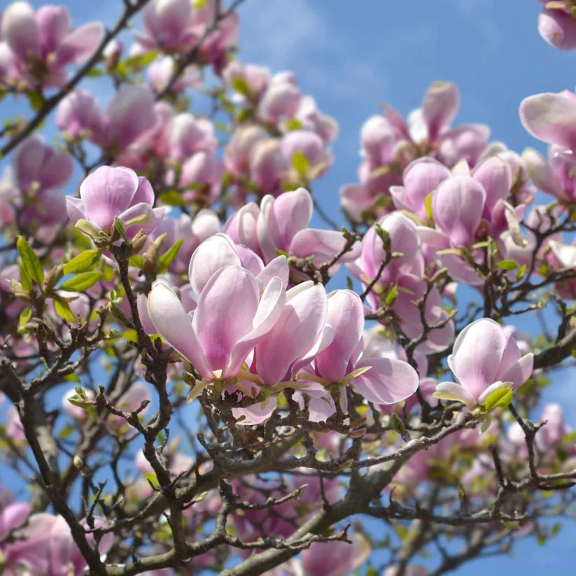 Pink Saucer Magnolia Cuttings (Magnolia × soulangeana) - 10 Unrooted Fresh Cuttings for Propagation