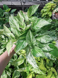 Marble Queen Pothos Rooted Cutting - Variegated Epipremnum Aureum, Easy-Care Indoor Plant