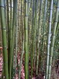 Madake Bamboo Rhizomes (Phyllostachys bambusoides) Bare Root - Fast-Growing Timber Bamboo