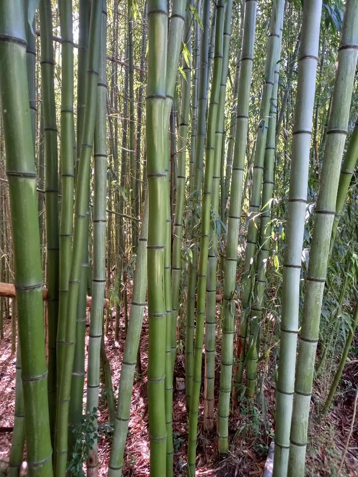Madake Bamboo Rhizomes (Phyllostachys bambusoides) Bare Root - Fast-Growing Timber Bamboo