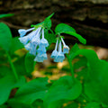 Virginia Bluebells (Mertensia virginica) Bare-Root Bulbs - 10 Ready to Plant