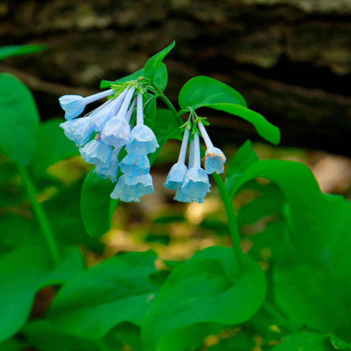 Virginia Bluebells (Mertensia virginica) Bare-Root Bulbs - 10 Ready to Plant