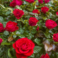 Mister Lincoln Rose Cuttings (3 Unrooted) – Rosa hybrida, Fragrant Deep Red Hybrid Tea
