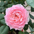Monique Darve Rose Cuttings (3 Unrooted) Rosa ‘Monique Darve’ – Rare Pink Hybrid for Rooting & Grafting