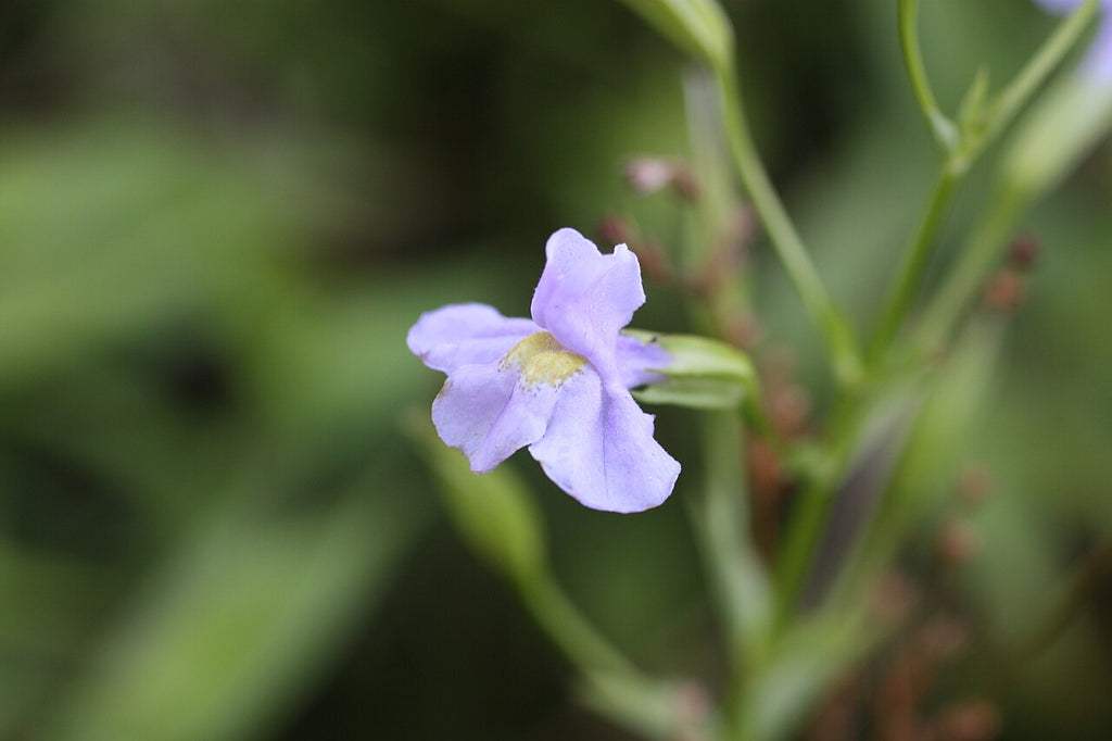 Mimulus ringens Seeds (Monkey Flower) – 5000 Non-GMO Native Wetland Seed Pack
