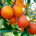 Blood Orange Cuttings (Citrus sinensis) 6–8 Inch Unrooted – Organic Scion for Rooting or Grafting